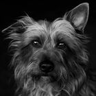 Dog Portrait in Black and White