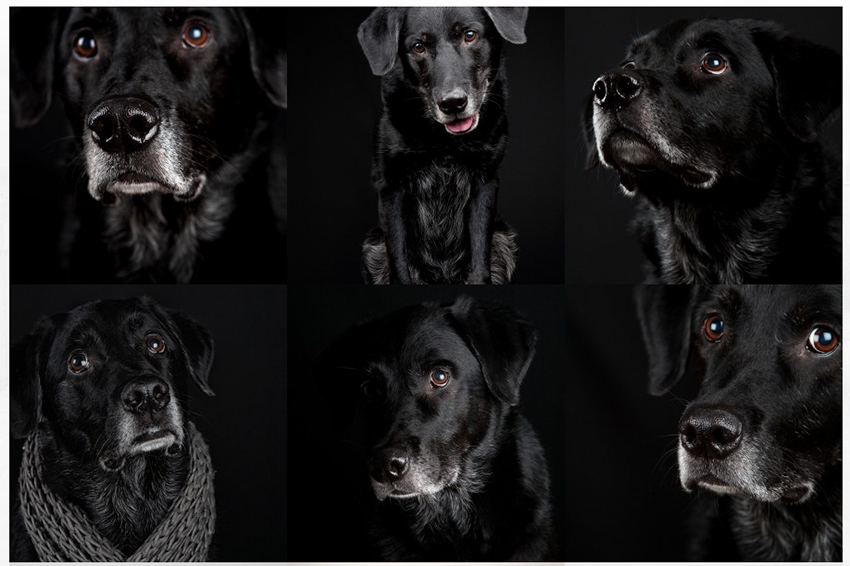 Dog Portraits