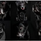 Dog Portraits