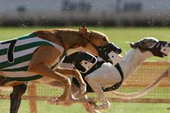 Dog Race - Clearwater_01