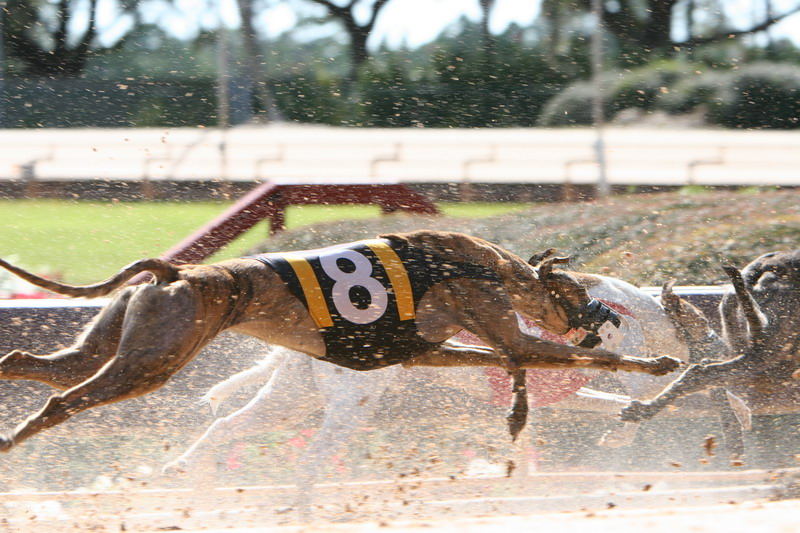 Dog Race - Clearwater_02