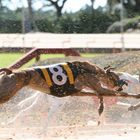 Dog Race - Clearwater_02