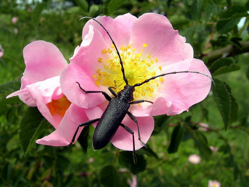 Dog-rose