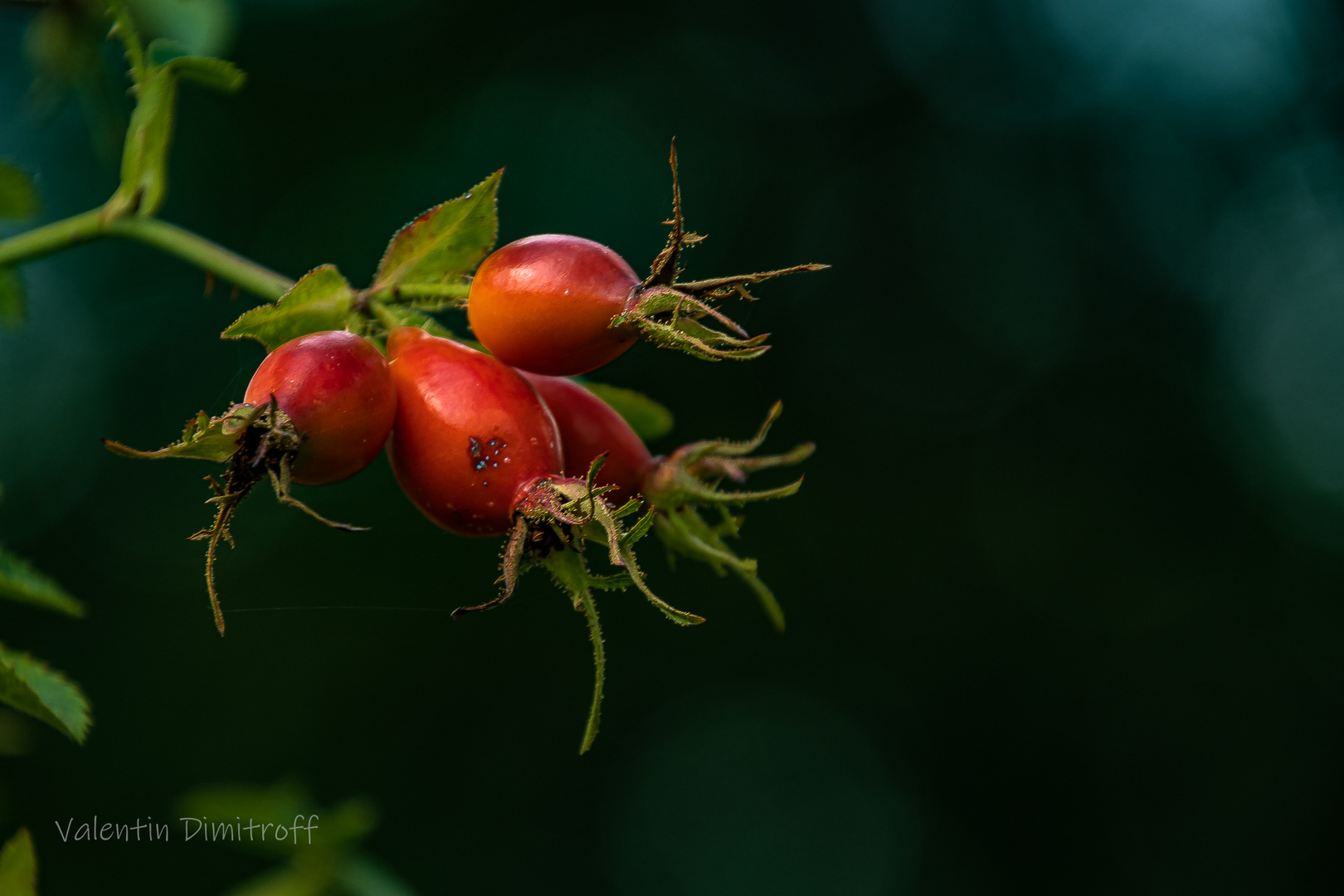 dog-rose