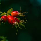 dog-rose