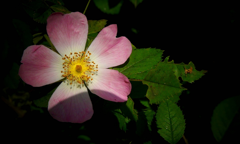 Dog Rose