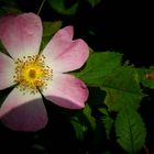 Dog Rose