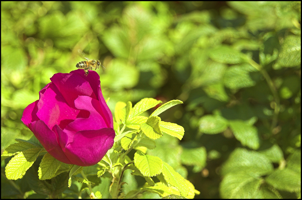 dog rose & bee