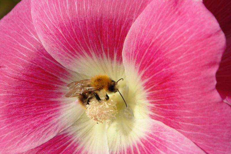 dog rose with small bumble-bee