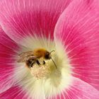 dog rose with small bumble-bee