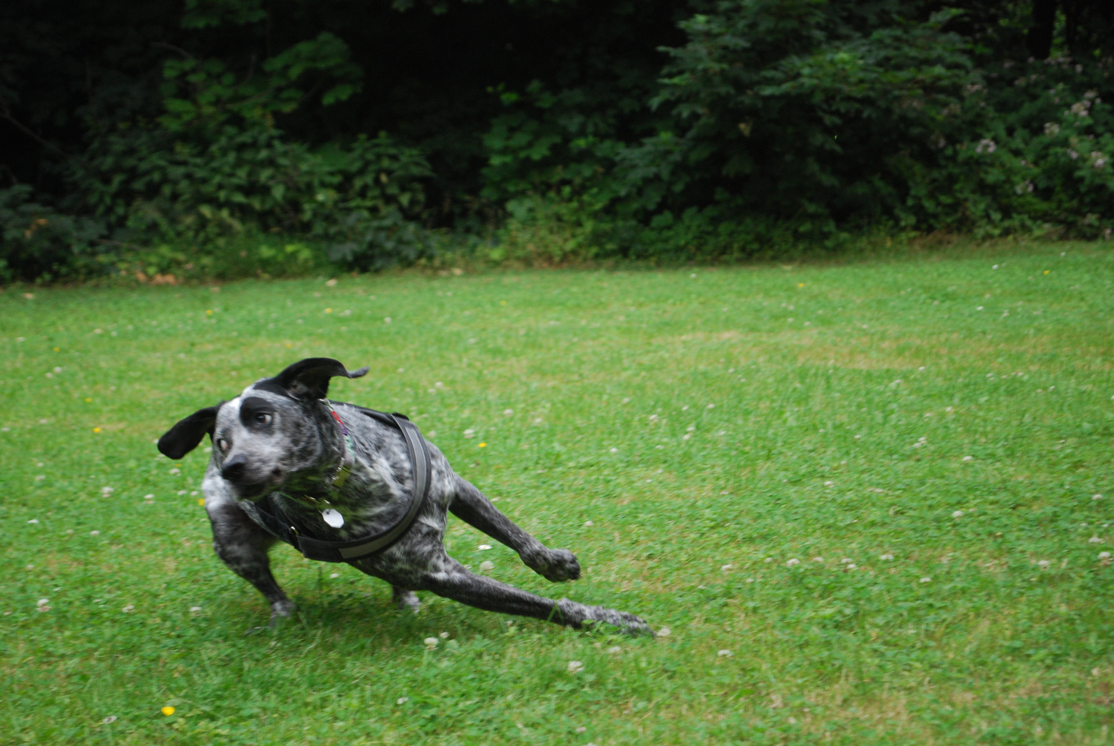 Dog running