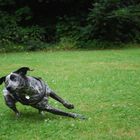 Dog running