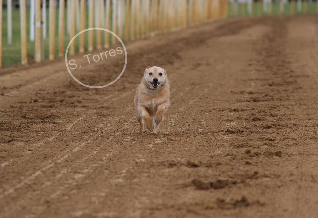 Dog running