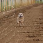 Dog running