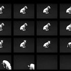 Dog sequence (time)