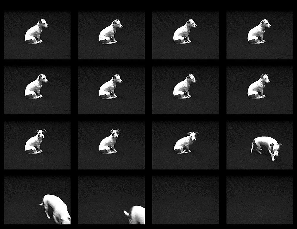Dog sequence (time)