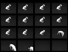 Dog sequence (time)