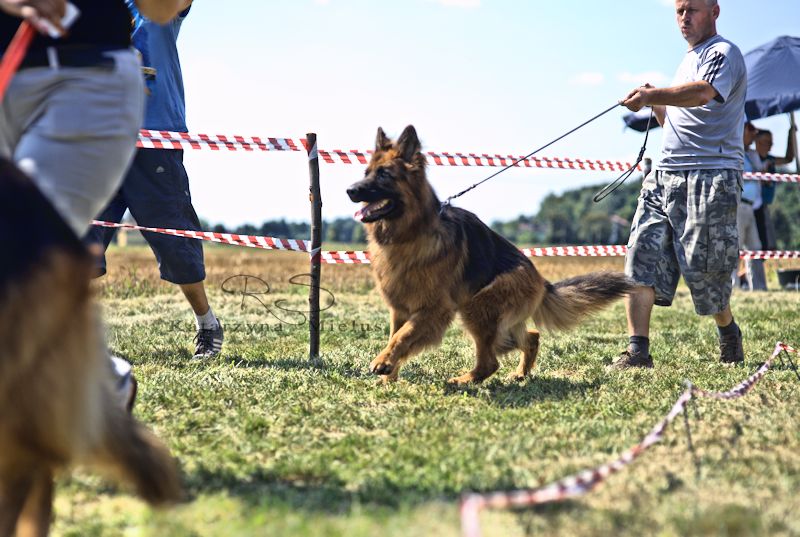 Dog Show