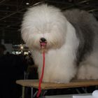 Dog Show