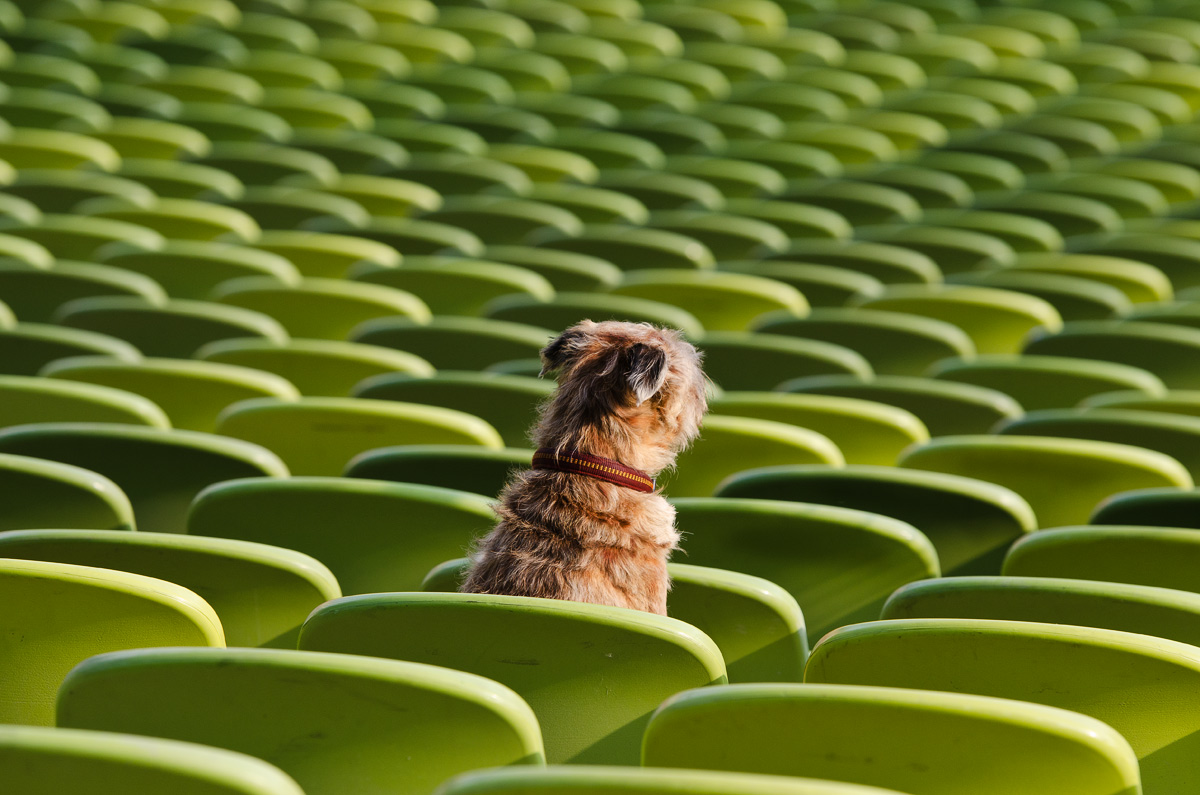 Dog Sit-in