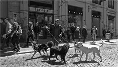 Dog sitter