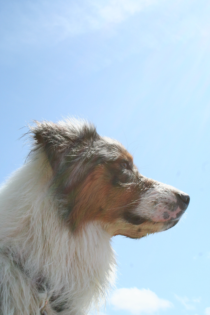 Dog & Sky