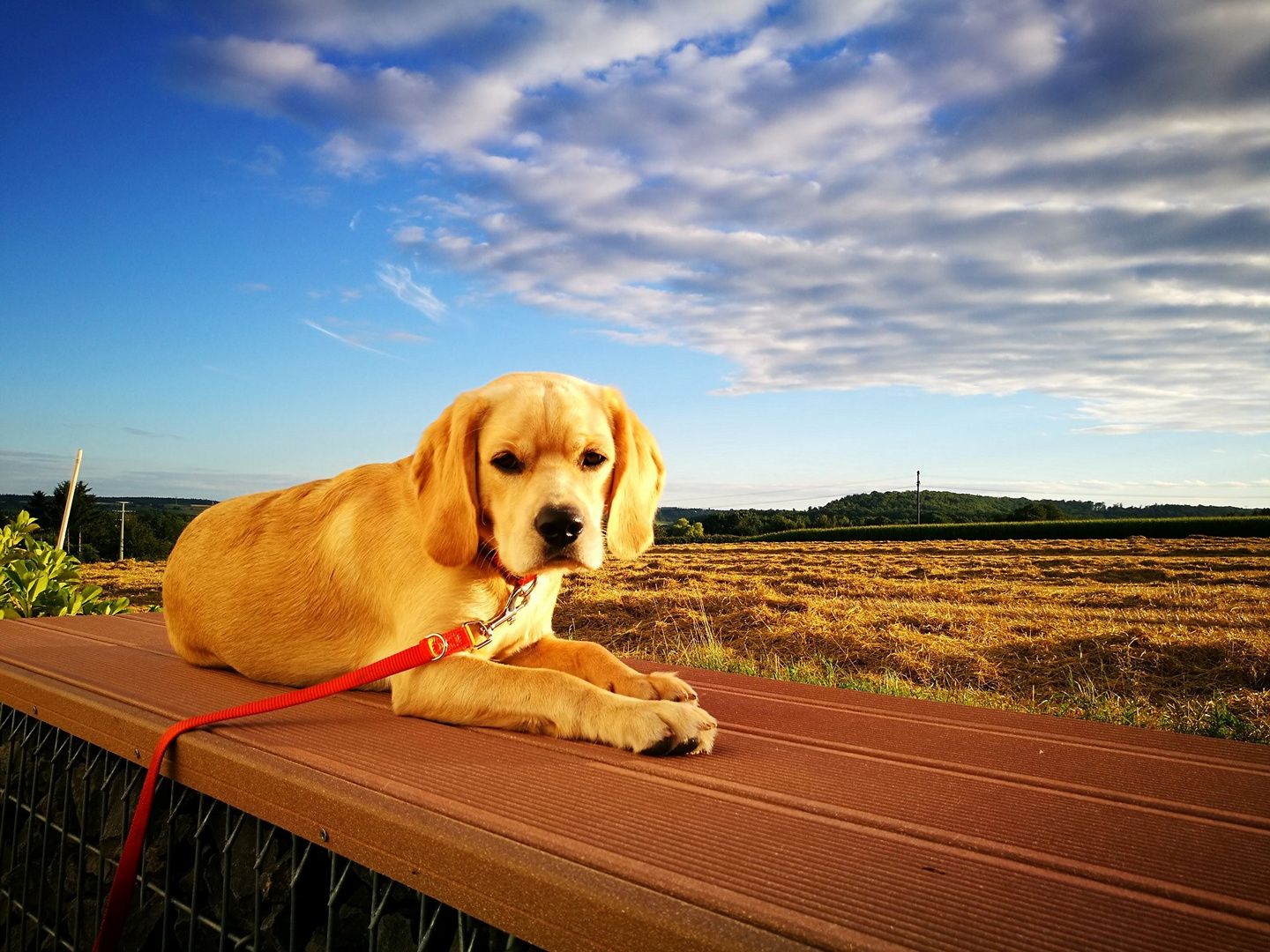 Dog & Sky