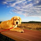 Dog & Sky