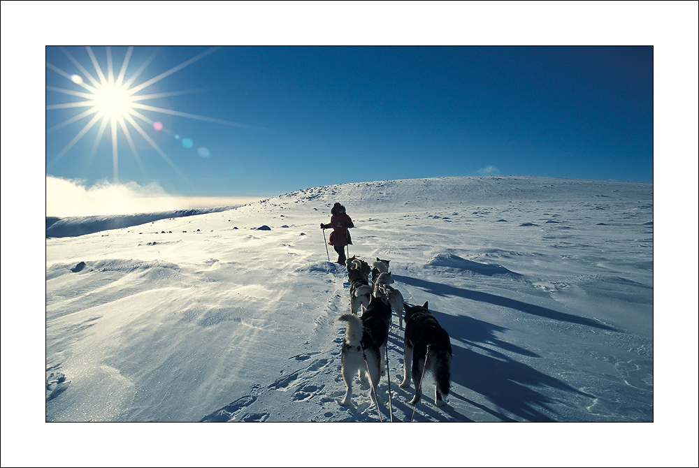 [ dog sled expedition II - Yukon ]