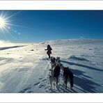[ dog sled expedition II - Yukon ]