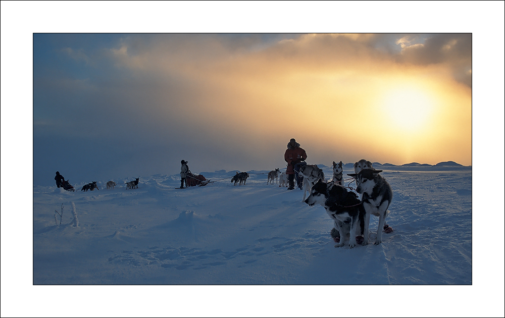 [ dog sled expedition - Yukon ]