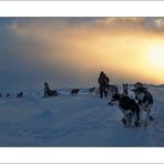[ dog sled expedition - Yukon ]