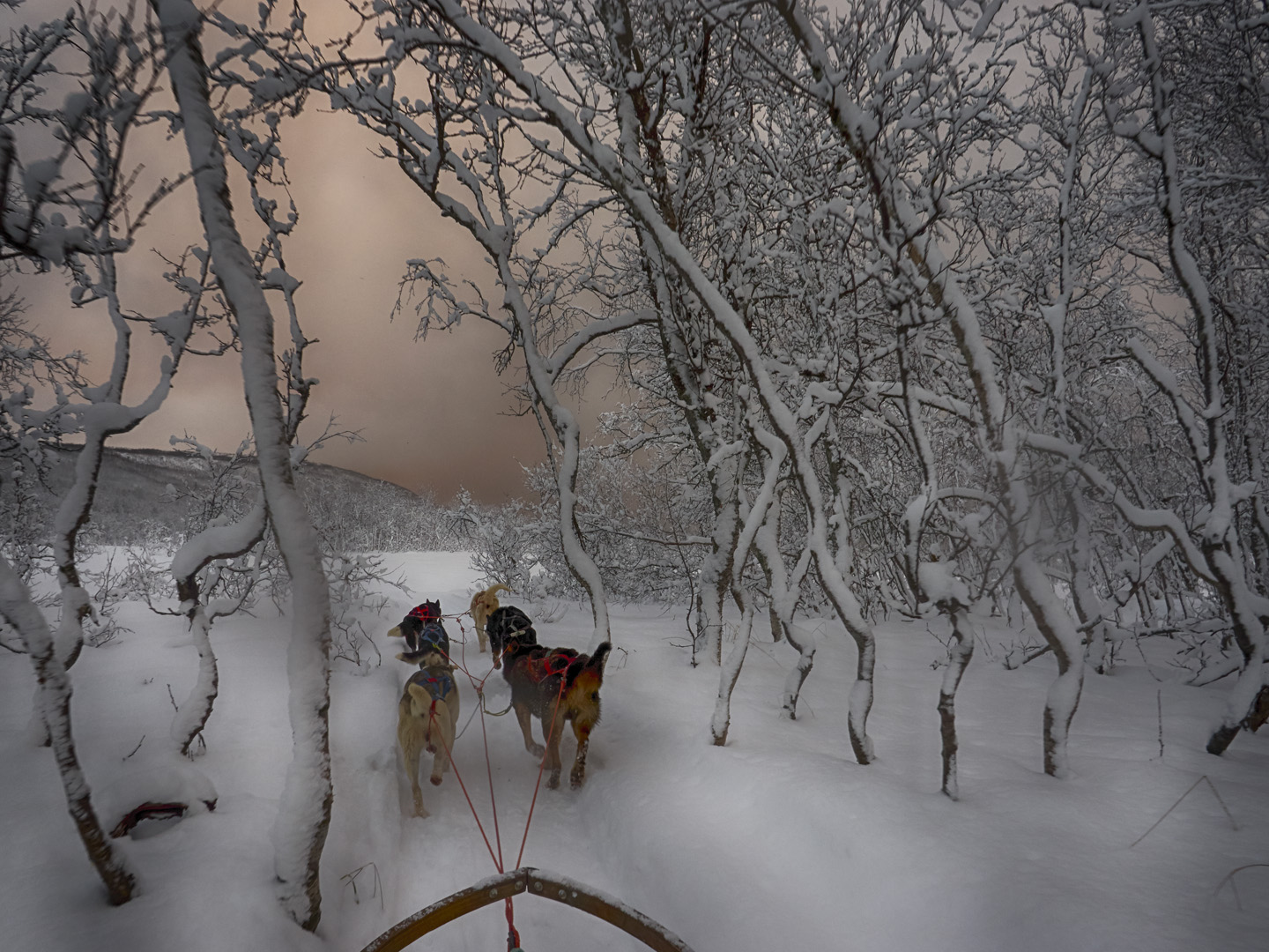 Dog Sledding the Lyngen Alps at Storm Front