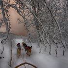 Dog Sledding the Lyngen Alps at Storm Front