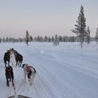 dog slede tour thru a winter wonder world