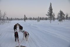 dog slede tour thru a winter wonder world