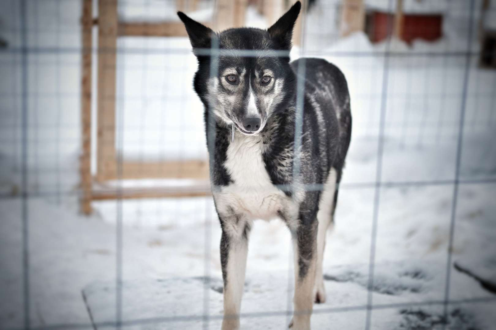 Dog sledge tour