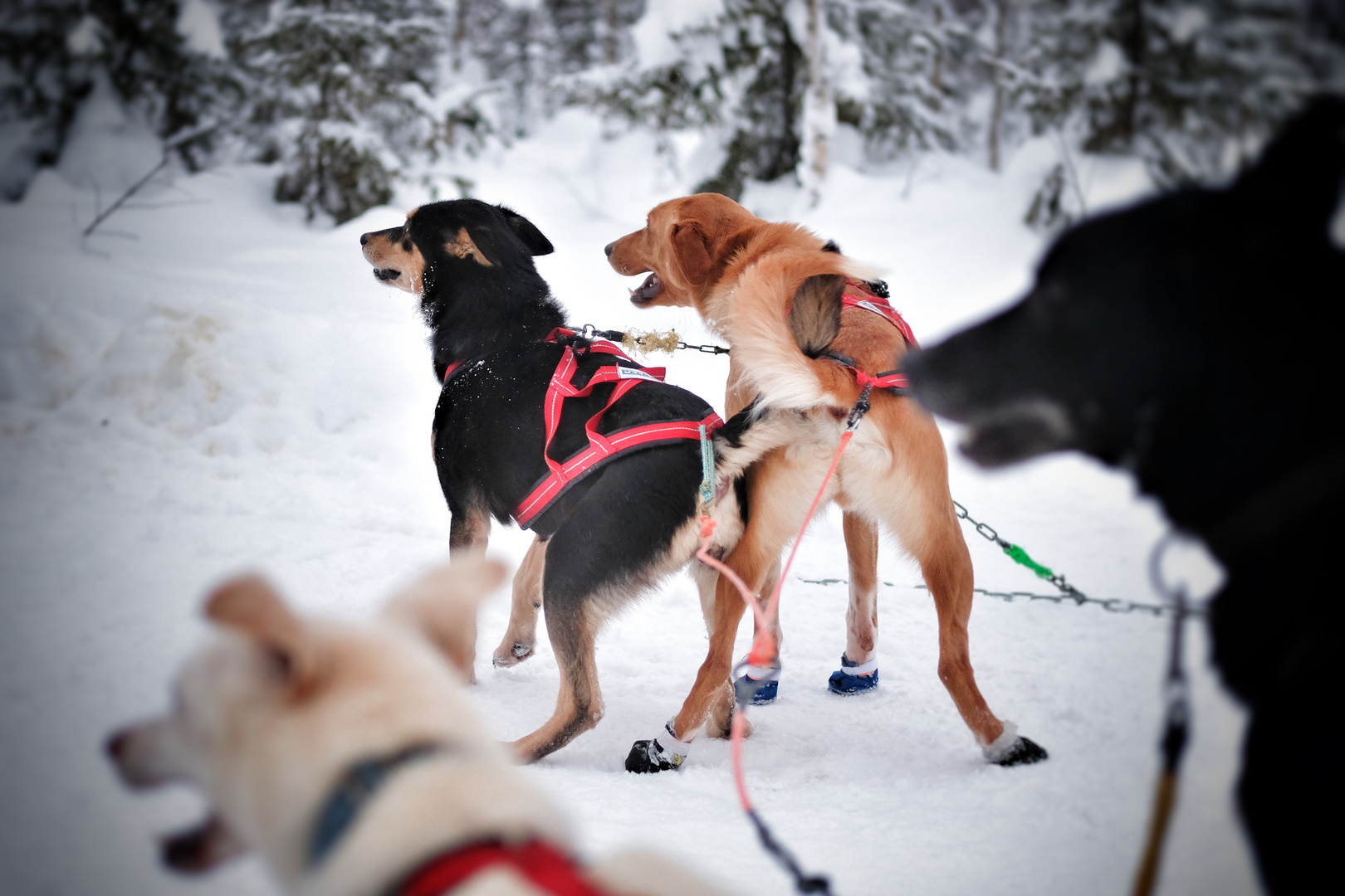 Dog sledge tour