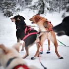 Dog sledge tour