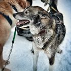 Dog sledge tour