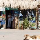 Dog sleep in Dahab on Market