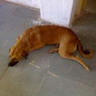 dog sleeping