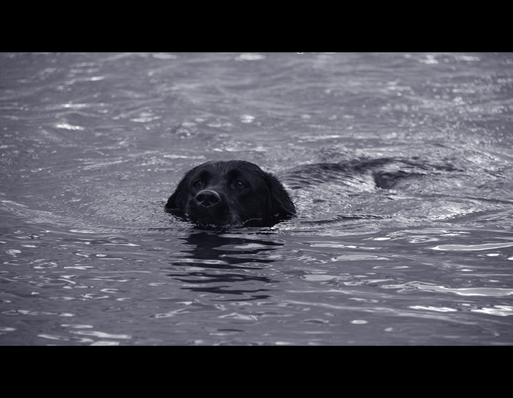 DoG SwImMiNg