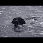 DoG SwImMiNg