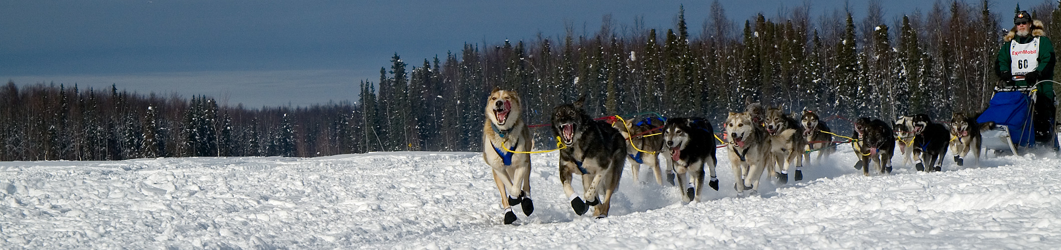 Dog Train