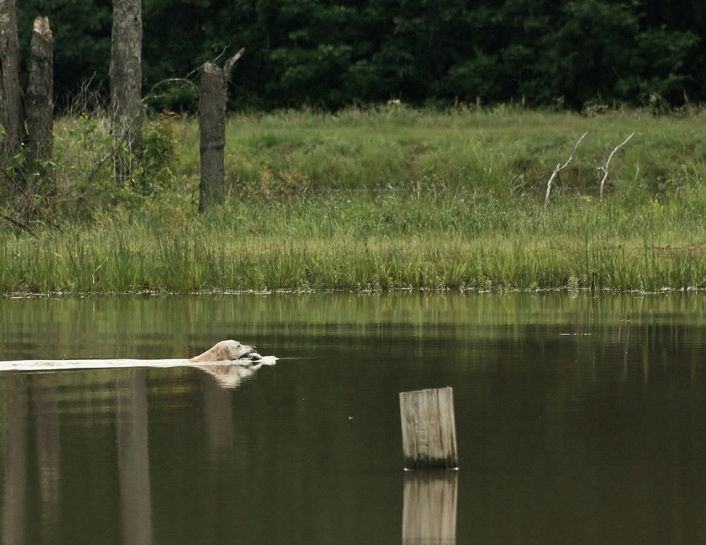 DOG TRAINING POND, LAKE CONWAY