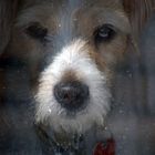 Dog Under Glass