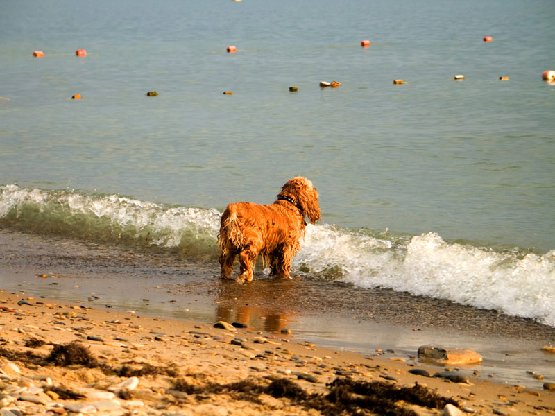 dog waiting for its master