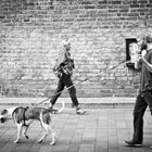 Dog - walker