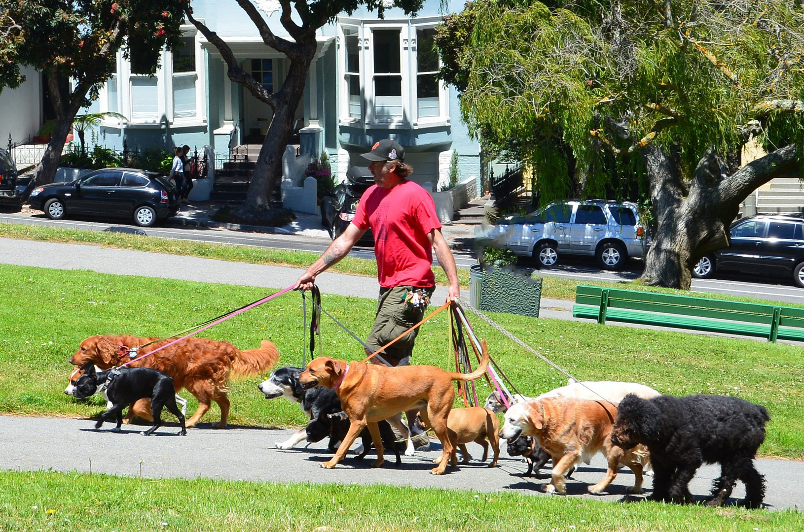 Dog Walker im Alamo Square Park (San Francisco)